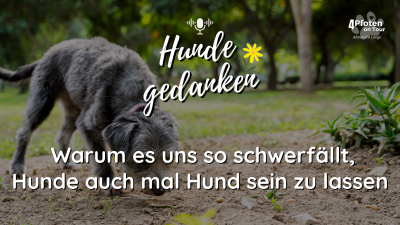 Hundegedanken #4: Warum es uns so schwerfällt, Hunde auch mal Hund sein zu lassen