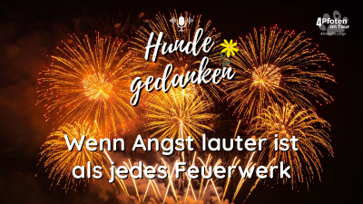 Hundegedanken #3: Silvester - Wenn Angst lauter ist als jedes Feuerwerk