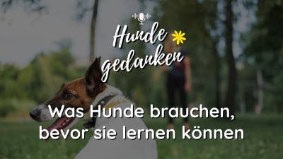 Hundegedanken #2: Was Hunde brauchen, bevor sie überhaupt lernen können