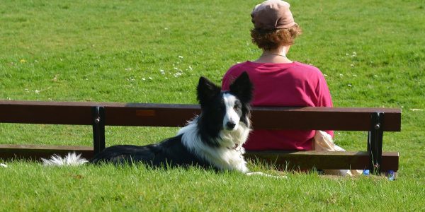 Sachkundenachweis & Hundeführerschein Kassel/Baunatal Sachkundenachweis & Hundeführerschein Kassel/Baunatal
