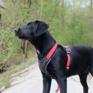 Hundetraining - Sicherheit schaffen und vermitteln