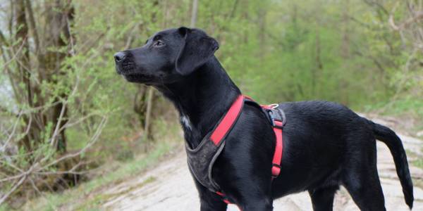 Hundetraining - Sicherheit schaffen und vermitteln Hundetraining - Sicherheit schaffen und vermitteln