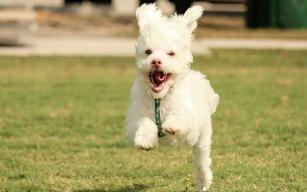 Belohnungsspiele für Hunde: Kegeln