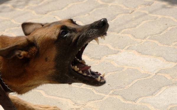 Ursachen für Leinenaggression