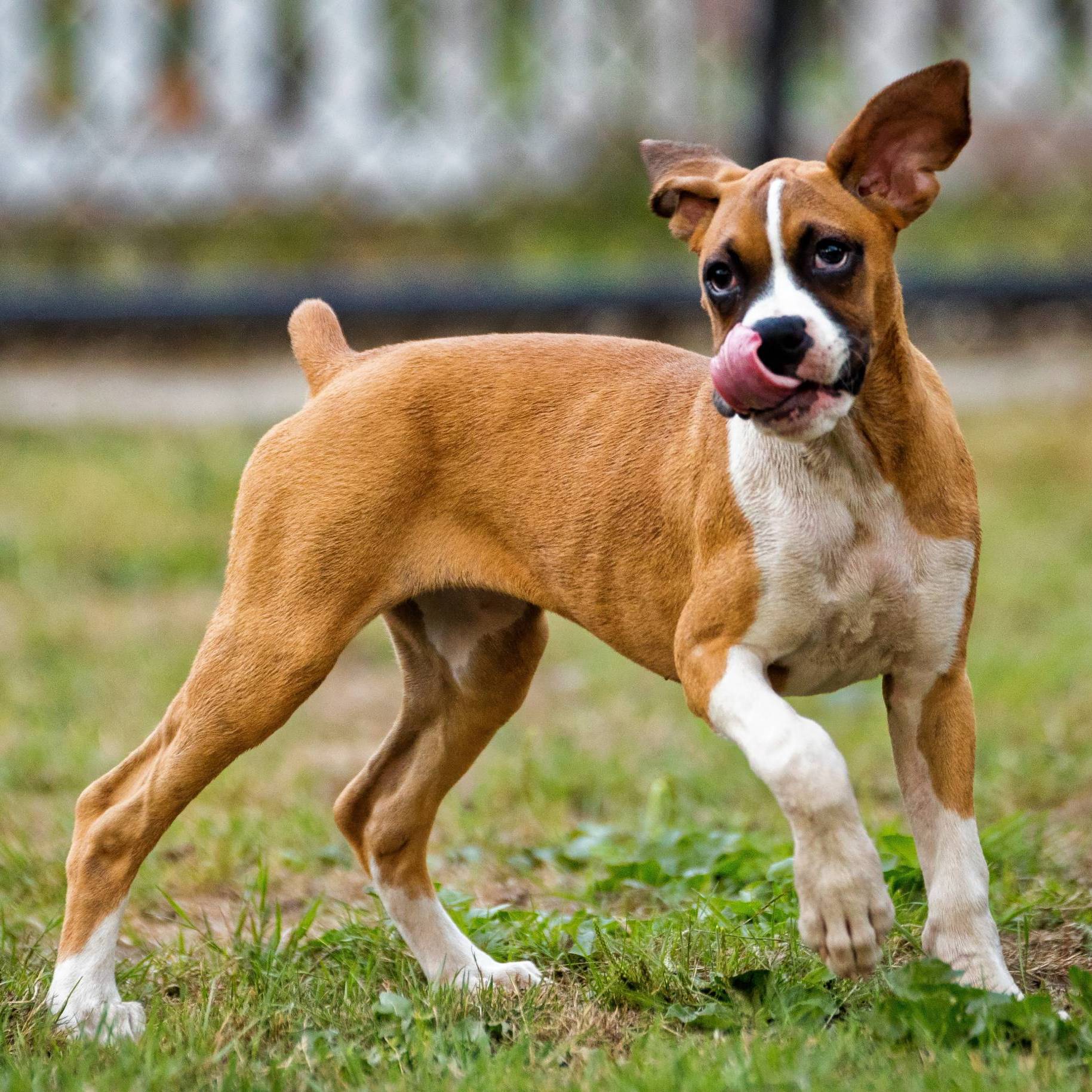 BESTE FREUNDE CLUB - Onlone Hundetraining mit individueller Betreuung