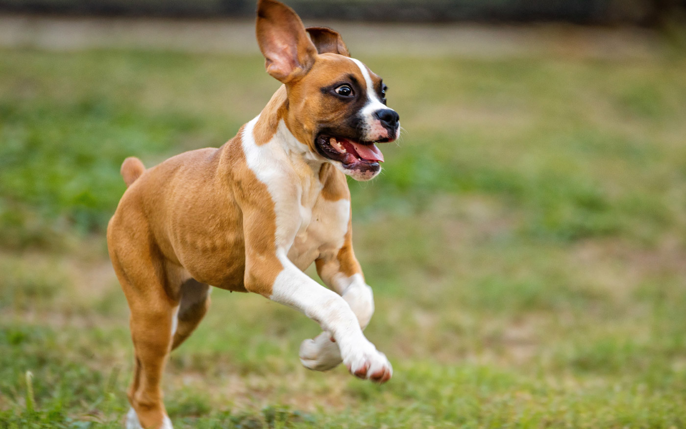 Jugendentwicklung Hund - Pupertät & Rüpelphase