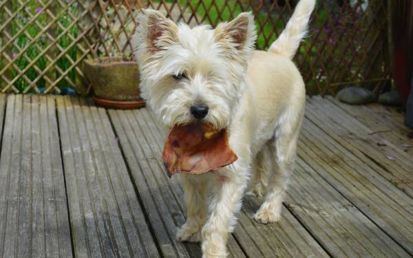 Antigiftködertraining - Fressbares anzeigen