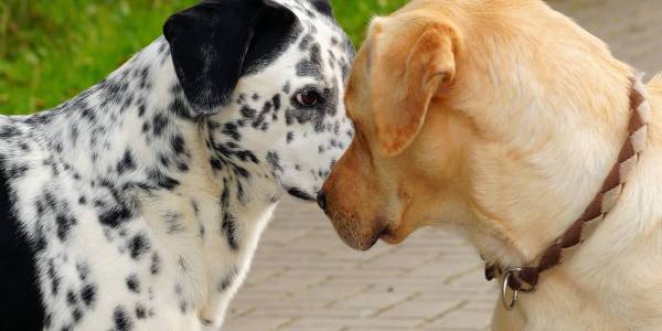 Tipps Hundebegegnungen Tipps unerwünschte Hundebegegnungen