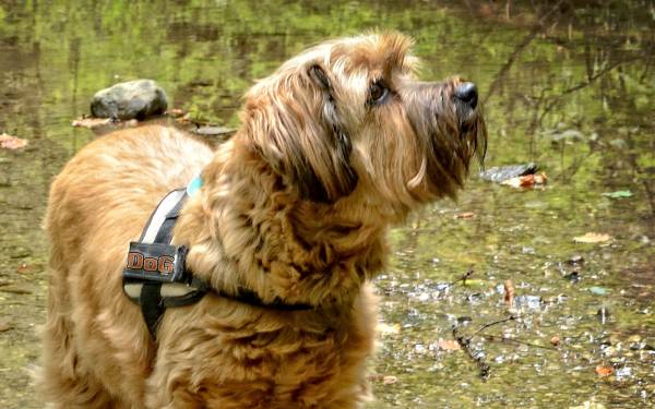 10 Leckerchen Spiel - Der Aufbau