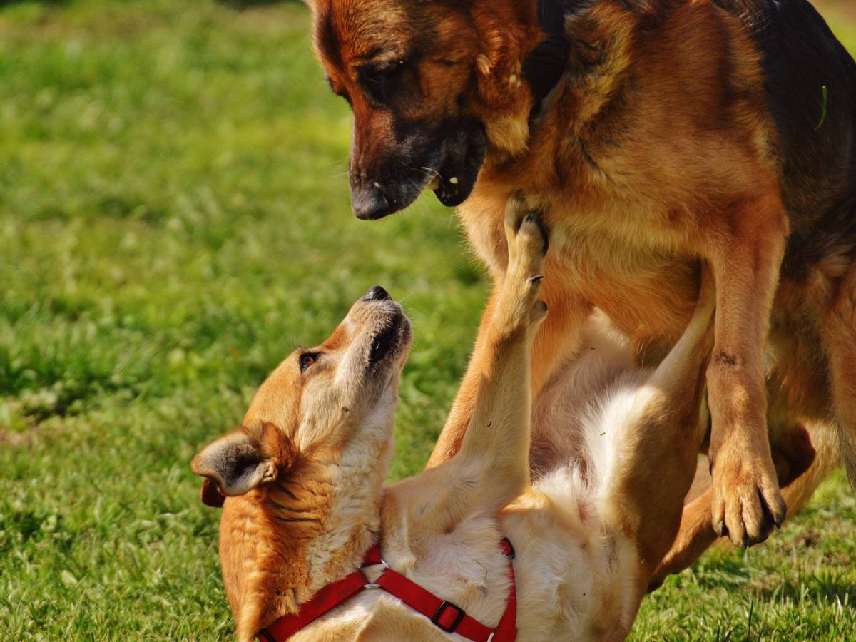 Tipps für Hundebegegnungen & Leinenrambos Tipps für Hundebegegnungen & Leinenrambos