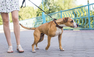 Click für Blick Leinenaggression