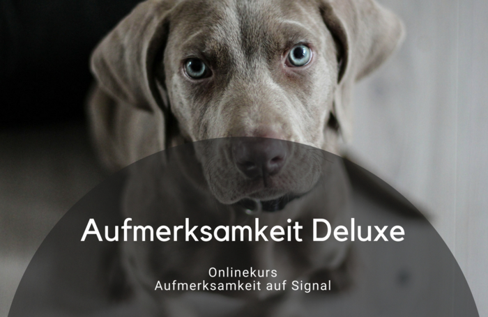 Aufmerksamkeit auf Signal trainieren