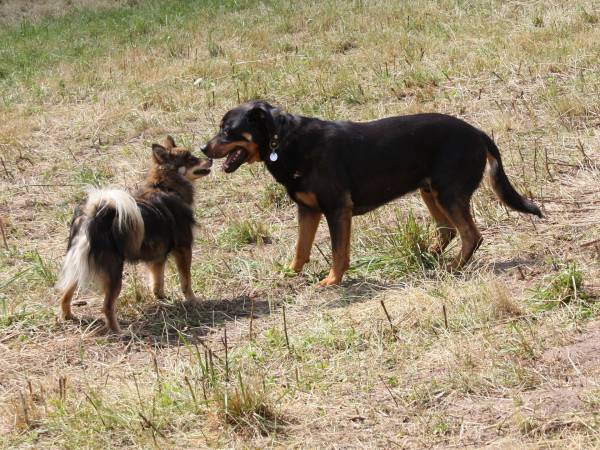 Hundebegegnungen Körpersprache - Annäherung an Artgenossen