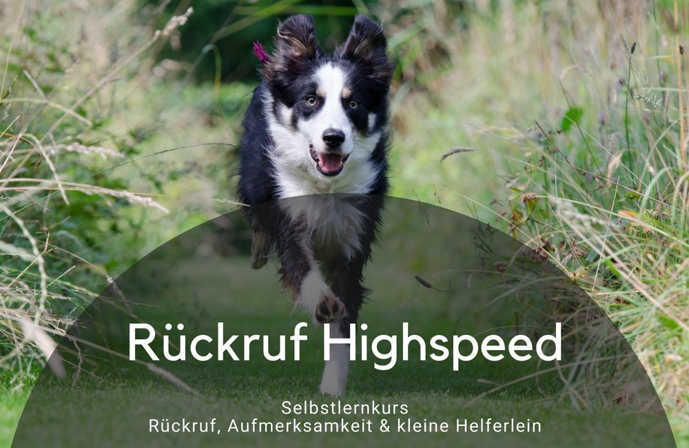 Online Rückruftraining