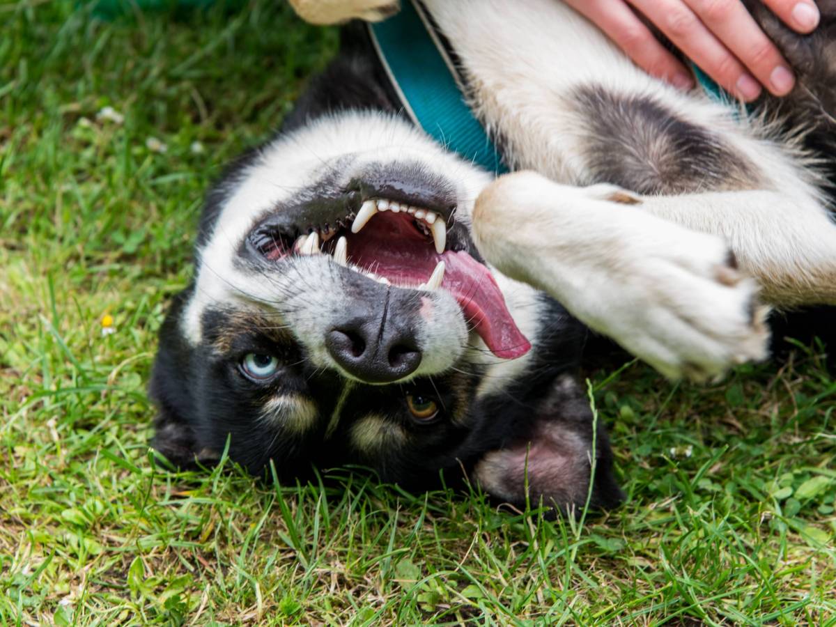 fun-1549928 Hibbelhunde Trainingstipps