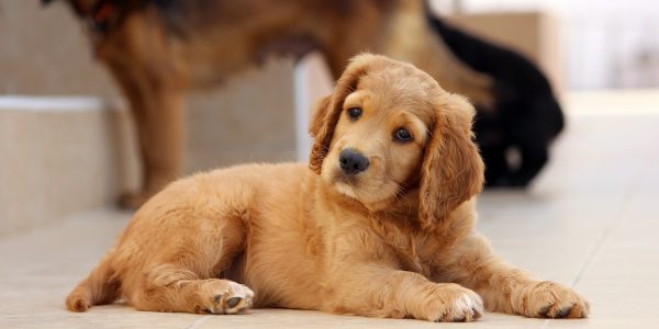 Welpenkurs Baunatal, Kassel, Vellmar Welpenkurs Baunatal, Kassel, Vellmar