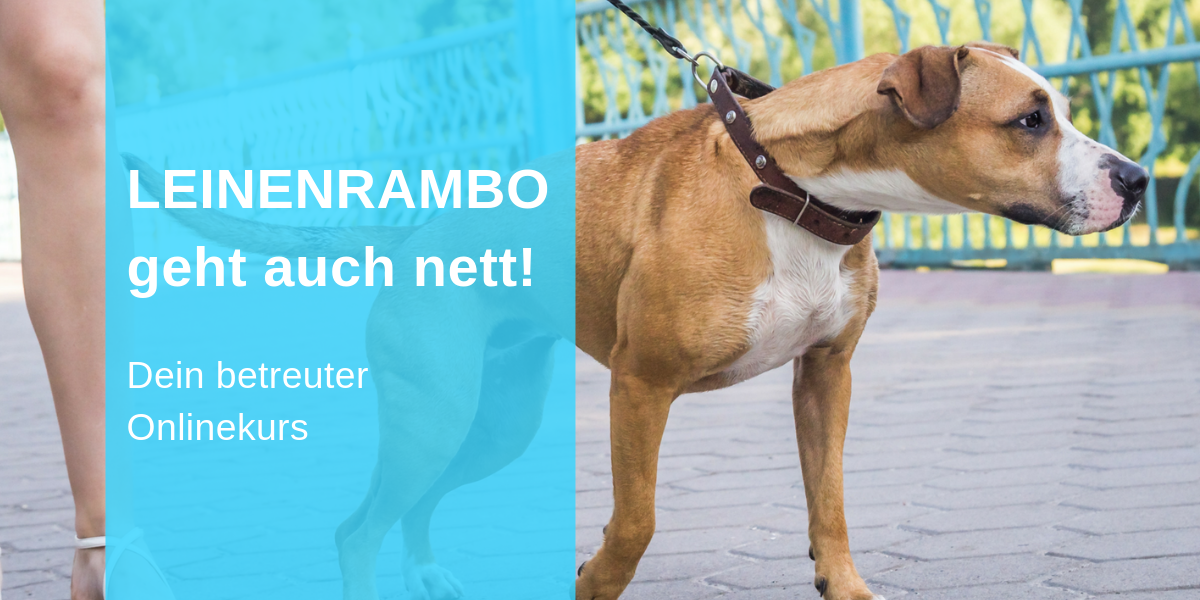 Onlinekurs Leinenaggression