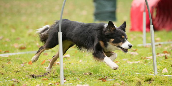 HOOPERS AGILITY Kassel Espenau HOOPERS AGILITY Kassel Espenau