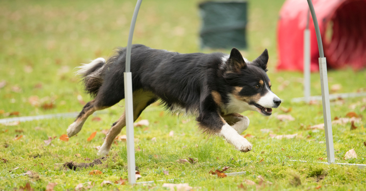 HOOPERS AGILITY Kassel Espenau