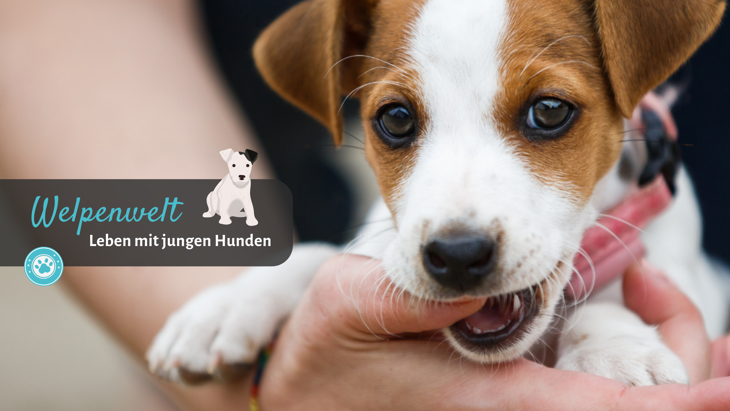 Welpenwelt - Leben mit jungen Hunden