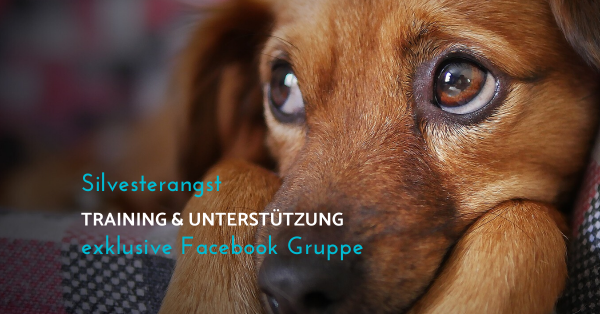 Silvesterangst beim Hund - Training & Unterstützung