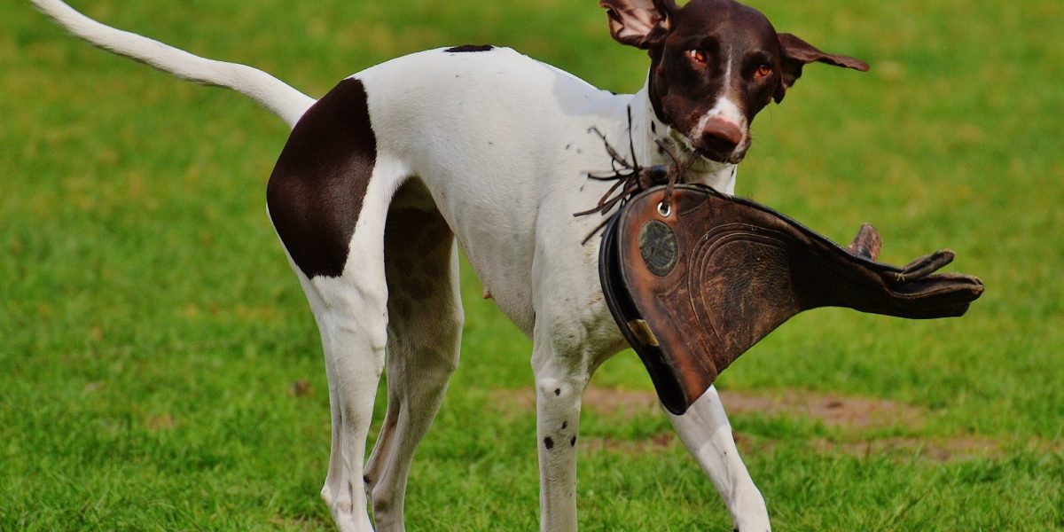 Stress beim Hund - Abendvortrag mit Gerd Schreiber