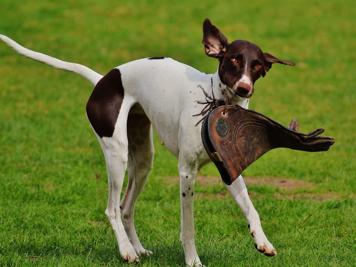 Stress beim Hund - Abendvortrag mit Gerd Schreiber Stress beim Hund - Abendvortrag mit Gerd Schreiber