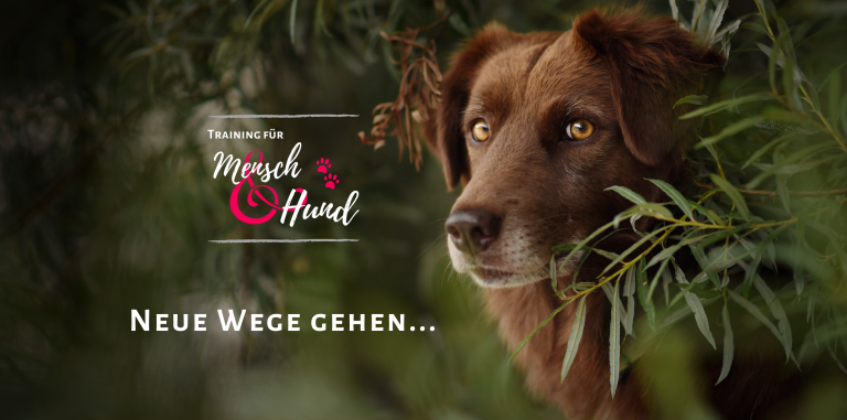 Neue Wege gehen... Kostenloses Intensivprogramm für Dich und Deinen Hund