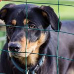 Grenzen setzen im Hundetraining