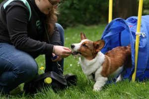 Markertraining - Training mit Markersignalen