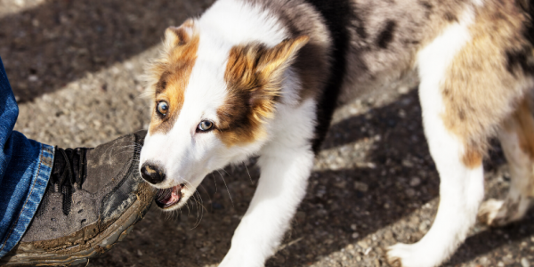 Junghundetraining online - Rückruf, Hundebegegnungen, Entspannung & Co Junghundetraining online - Rückruf, Hundebegegnungen, Entspannung & Co
