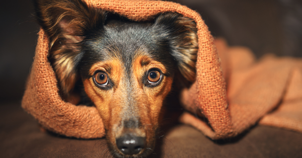 Warum Du Deinen Hund bei Angst trösten solltest!