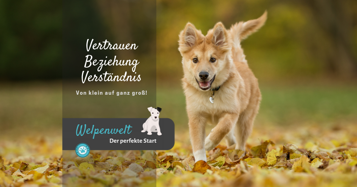 Welpenwelt - Dein Online Welpenkurs