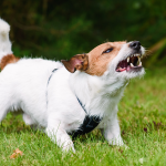 Leinenaggression - Tipps für Hundebegegnungen