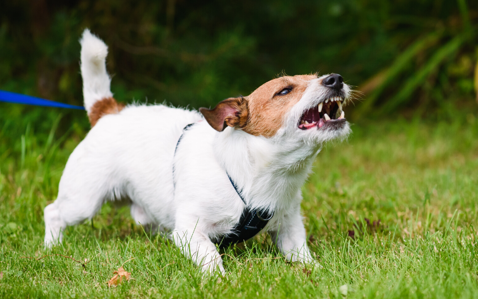 Leinenaggression - Tipps für Hundebegegnungen