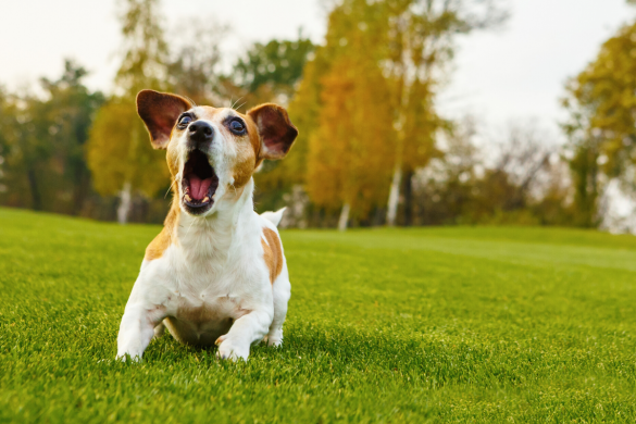 das-walauge-oder-auch-half-moon-eye-4pfoten-on-tour-hunde-sehen