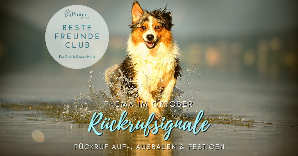 BESTE FREUNDE CLUB Dein Hunde Club für Beziehung, Alltag &amp; Training