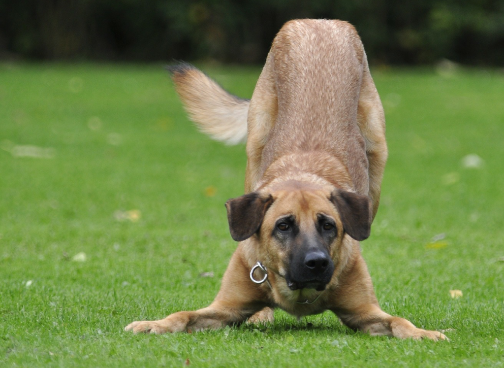 das-walauge-oder-auch-half-moon-eye-4pfoten-on-tour-hunde-sehen