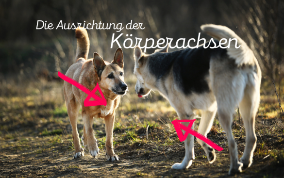 das-walauge-oder-auch-half-moon-eye-4pfoten-on-tour-hunde-sehen
