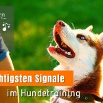 Die 3 wichtigsten Signale im Hundetraining