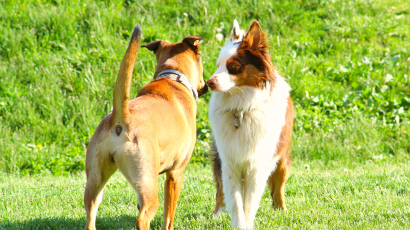 Hundebegegnungen – Annäherung an Artgenossen