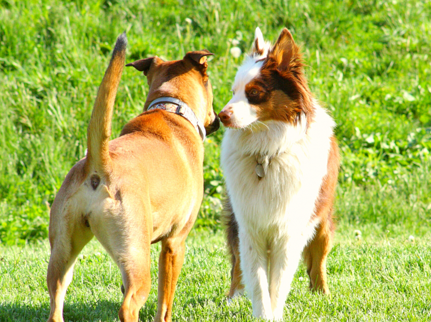 Hundebegegnungen – Annäherung an Artgenossen
