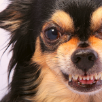 Dogbetter Workshop - Traiing für Dich & Deinen Hund