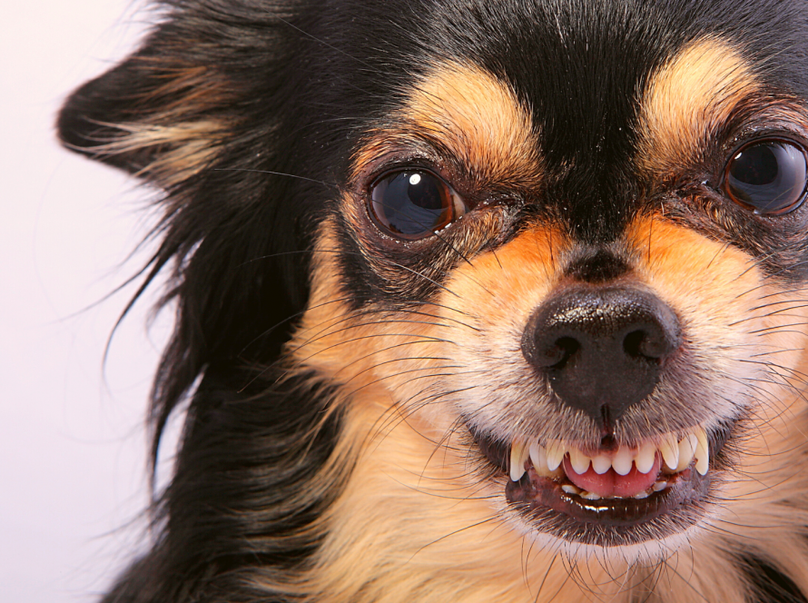 das-walauge-oder-auch-half-moon-eye-4pfoten-on-tour-hunde-sehen