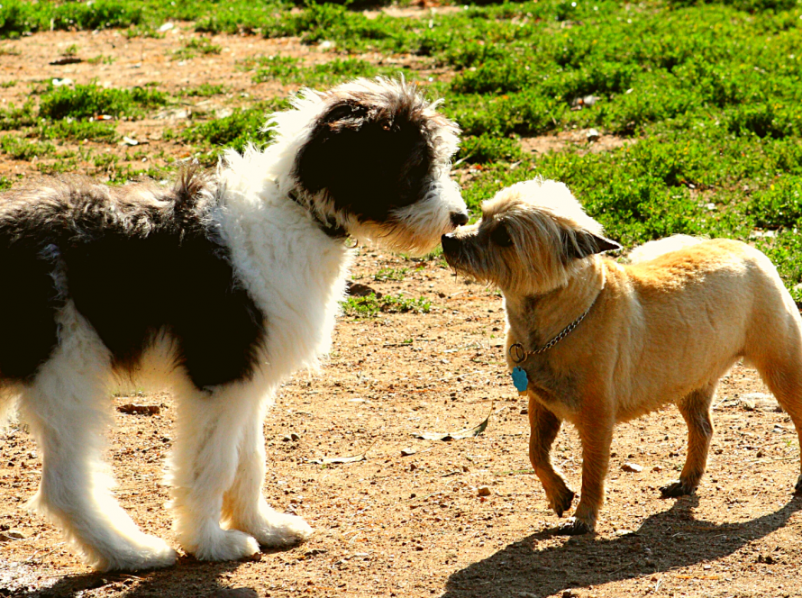 Körpersprache Hundebegegnungen