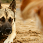Hinlegen und Lauern bei Hundebegegnungen