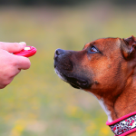 Kommuniziere mit Deinem Hund - Markersignale erklärt