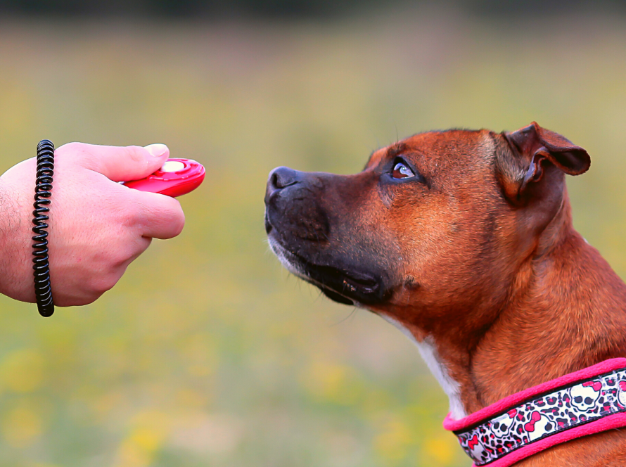 Kommuniziere mit Deinem Hund - Markersignale erklärt
