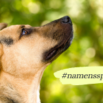 Namensspiel Hund - Hund Name kennenlernen & trainieren