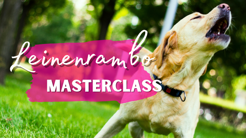Leinenrambo Masterclass - Training an Hundebegegnungen & Leinenaggression